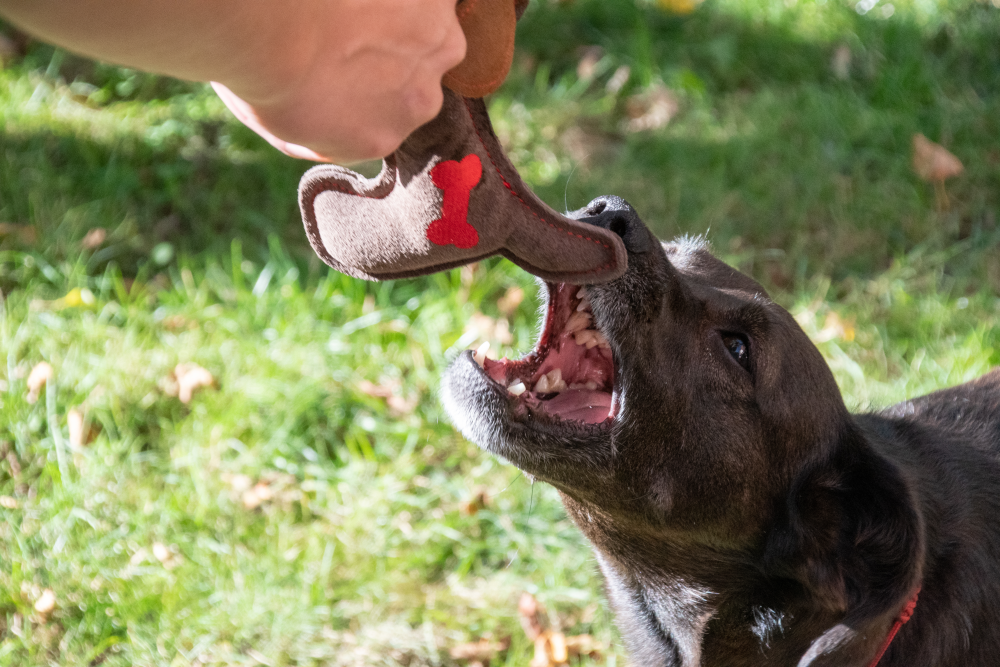 Hundespielzeug Esel, Rindsleder, Quietscher, braun/dunkelgrau