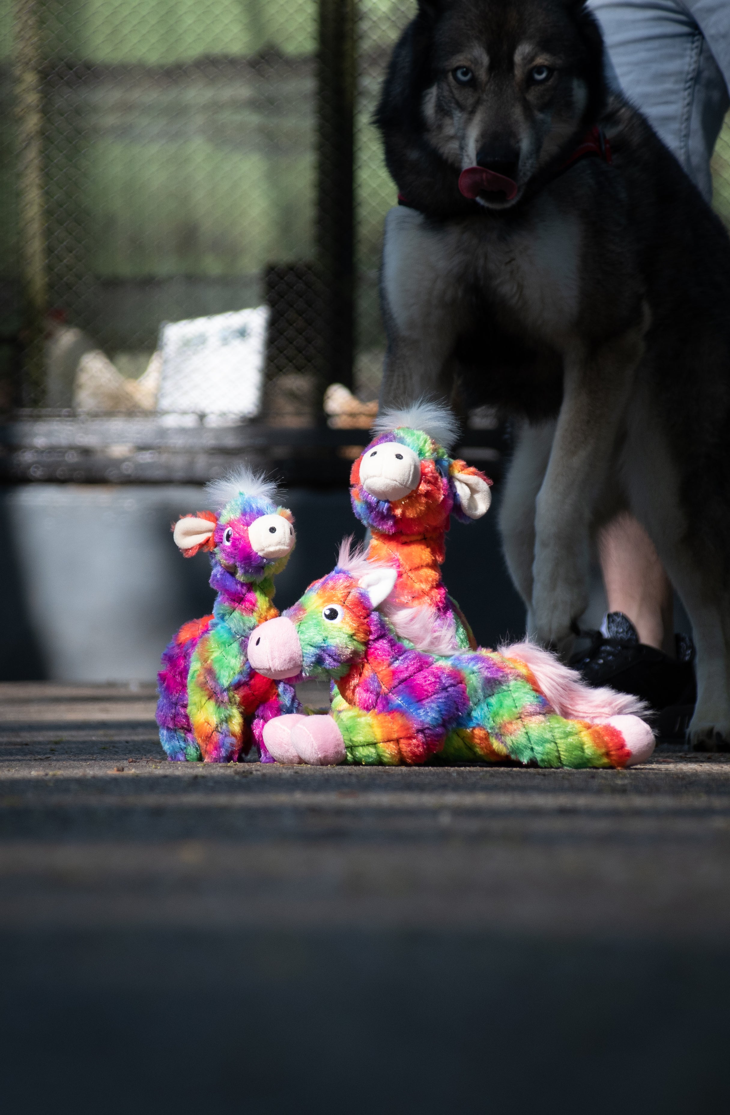 Hundespielzeug Pferd, FantaZoo, L, 32 x 16 cm, mit Quietscher, recyceltes Material