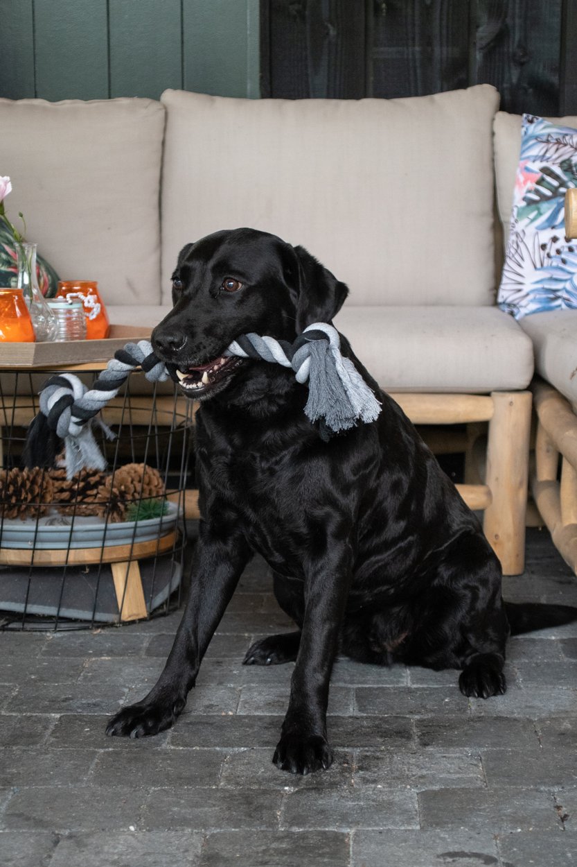 Dental Hundespielzeug, Baumwollseil, 4 Knoten, Länge 85 cm, Ø 5,5 cm