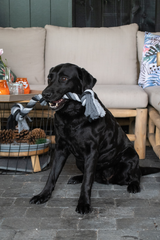 Dental Hundespielzeug, Baumwollseil, 4 Knoten, Länge 85 cm, Ø 5,5 cm