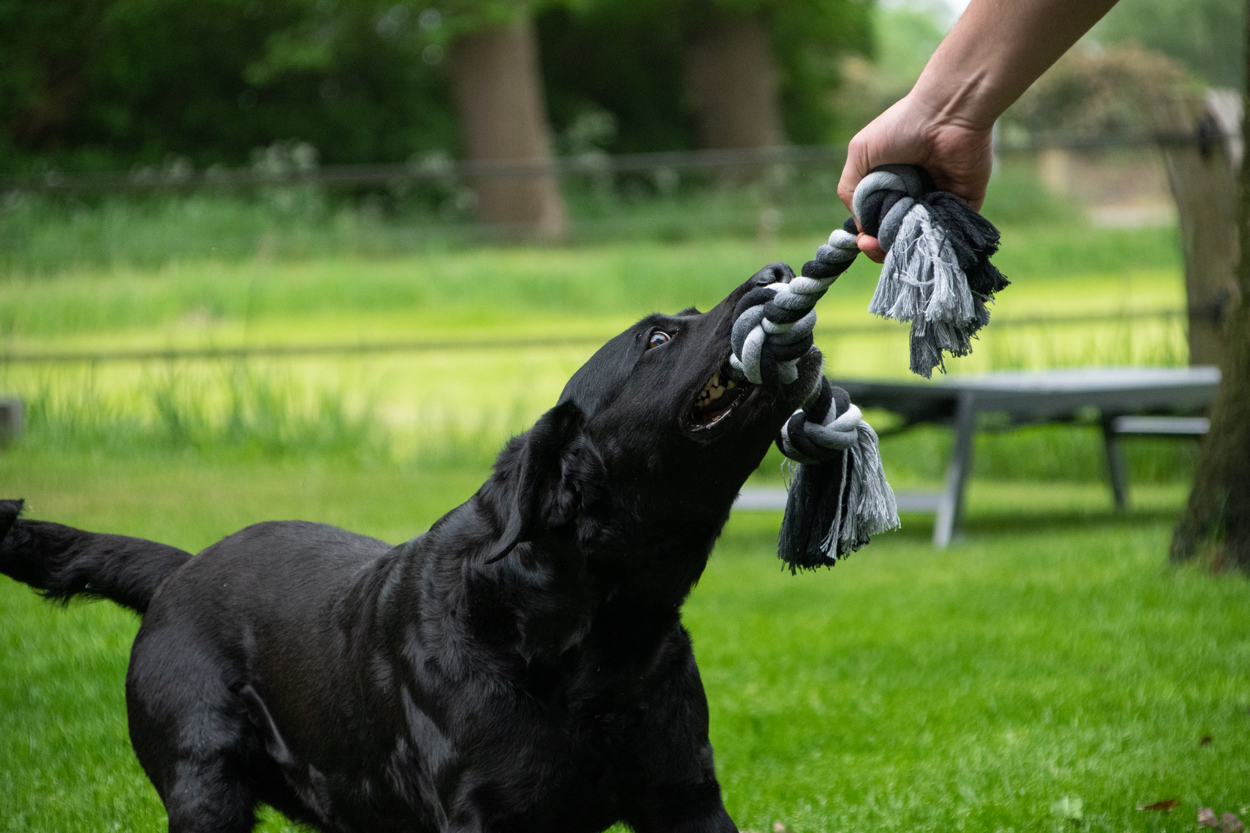 Dental Hundespielzeug, Baumwollseil, 4 Knoten, Länge 85 cm, Ø 5,5 cm