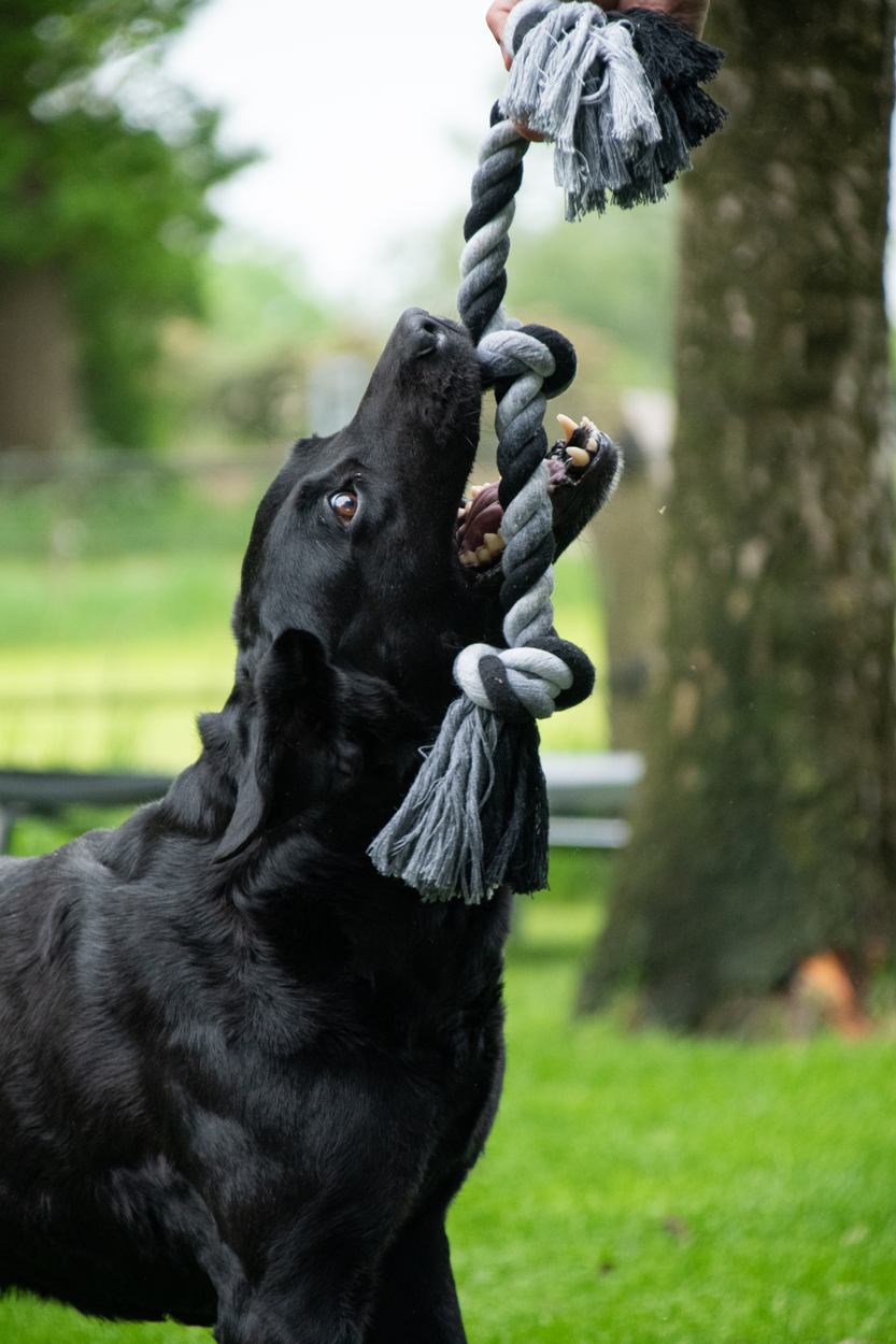 Dental Hundespielzeug, Baumwollseil, 4 Knoten, Länge 85 cm, Ø 5,5 cm