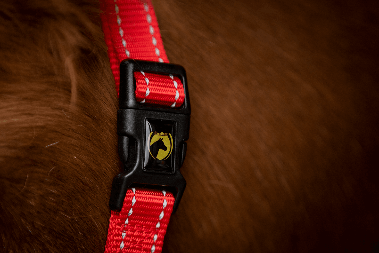 Excellent Superior Halfter XS (Fohlen) Nylon mit Fleece, reflektierend