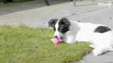 Dog Comets Hundeball, Naturkautschuk, schwimmfähig, Ø 5 cm, S, rosa