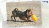 Jolly Hundespielzeug Ei, Gelb, 30 cm