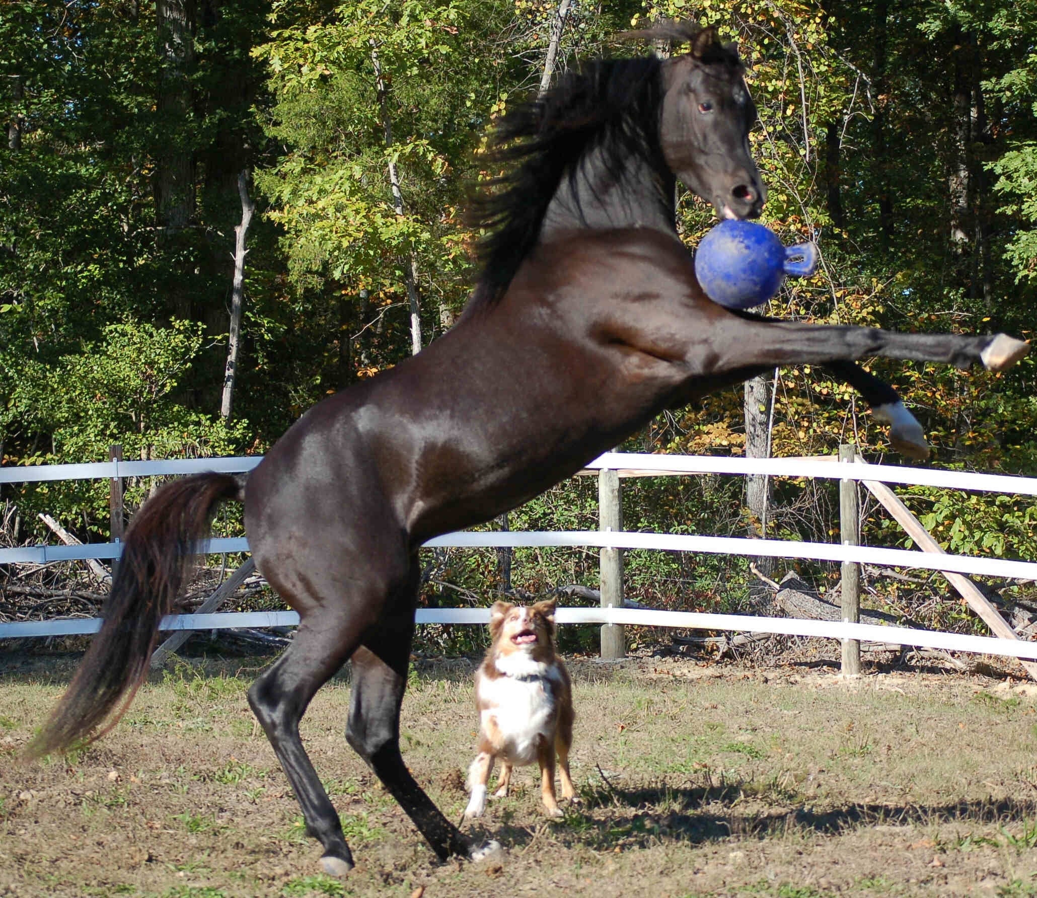 Jolly Pets Spielball für Pferde, blau, Apfelduft, Ø 20 cm