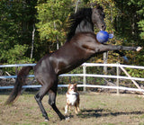 Jolly Pets Spielball für Pferde, blau, Apfelduft, Ø 20 cm