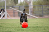 Jolly Pets Hundeball, Jollyflex, schwimmfähig, Vanilleduft, orange, Ø 15 cm