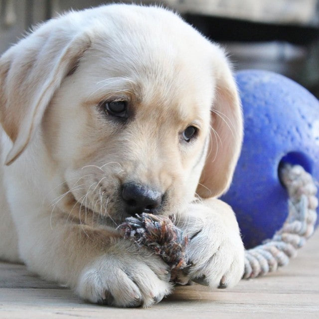 Jolly Pets Hundespielzeug Romp-n-Roll, Blau, Größe S, Ø 11 cm