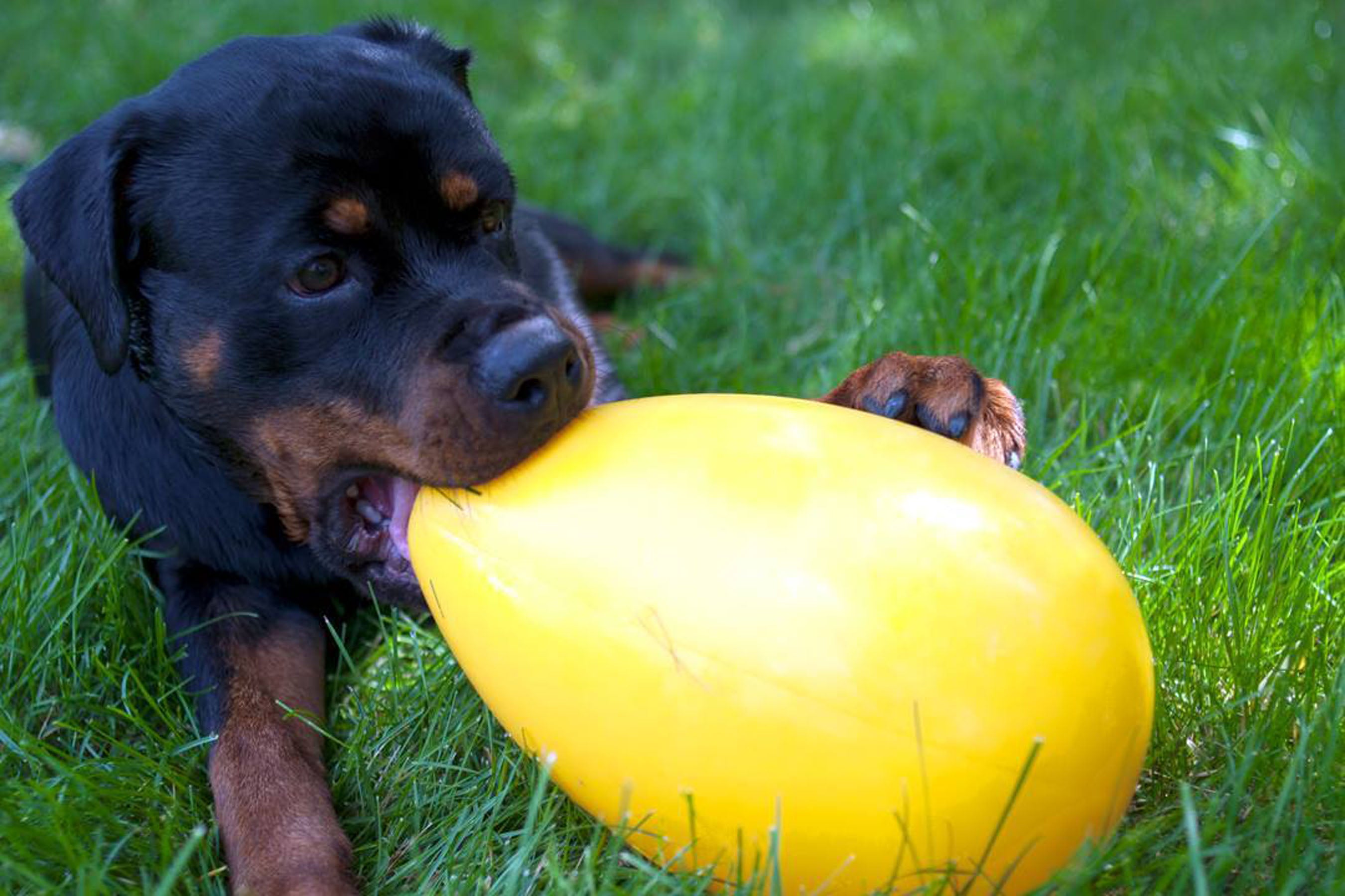 Jolly Pets Hundespielzeug Ei-Form, Kunststoff, rot, 20 cm