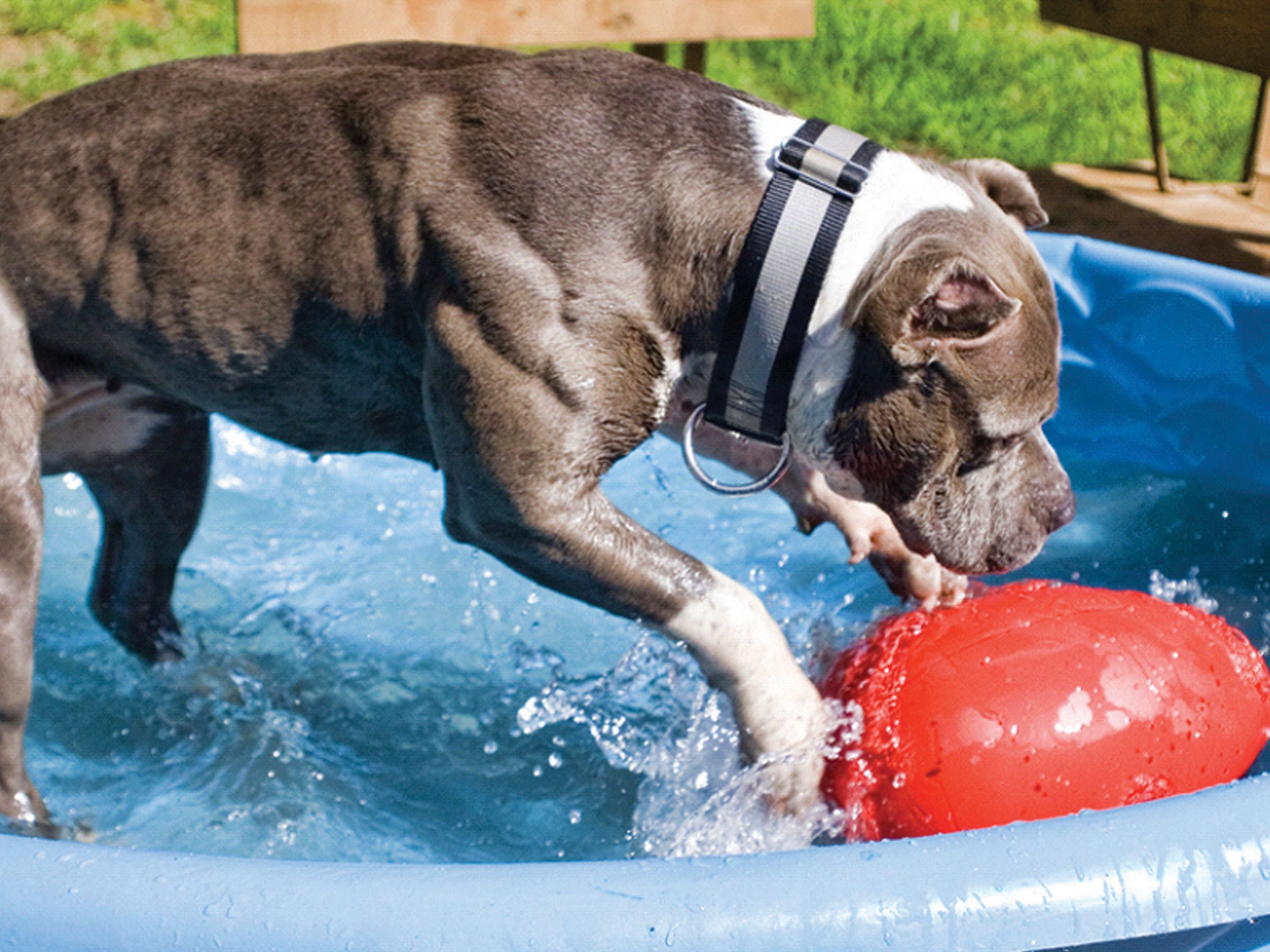 Jolly Pets Hundespielzeug Ei-Form, Kunststoff, rot, 20 cm