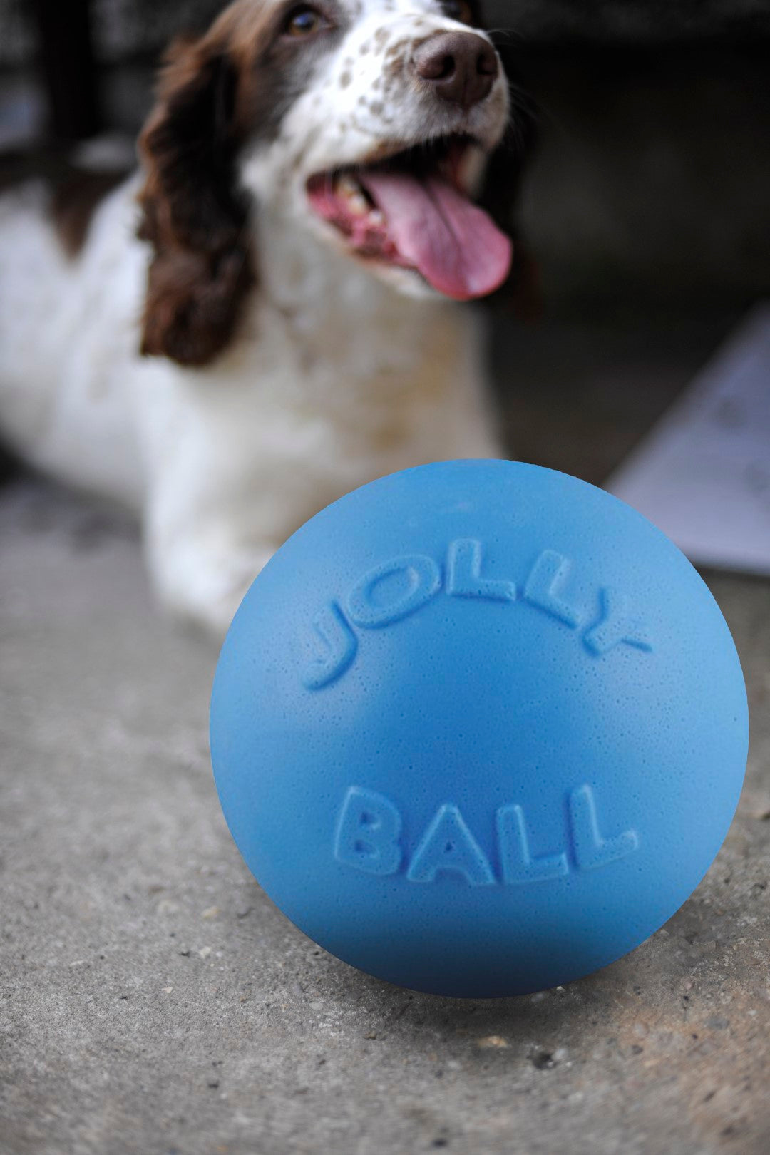 Jolly Pets Hundeball, robust, schwimmfähig, Heidelbeere, Ø 20 cm