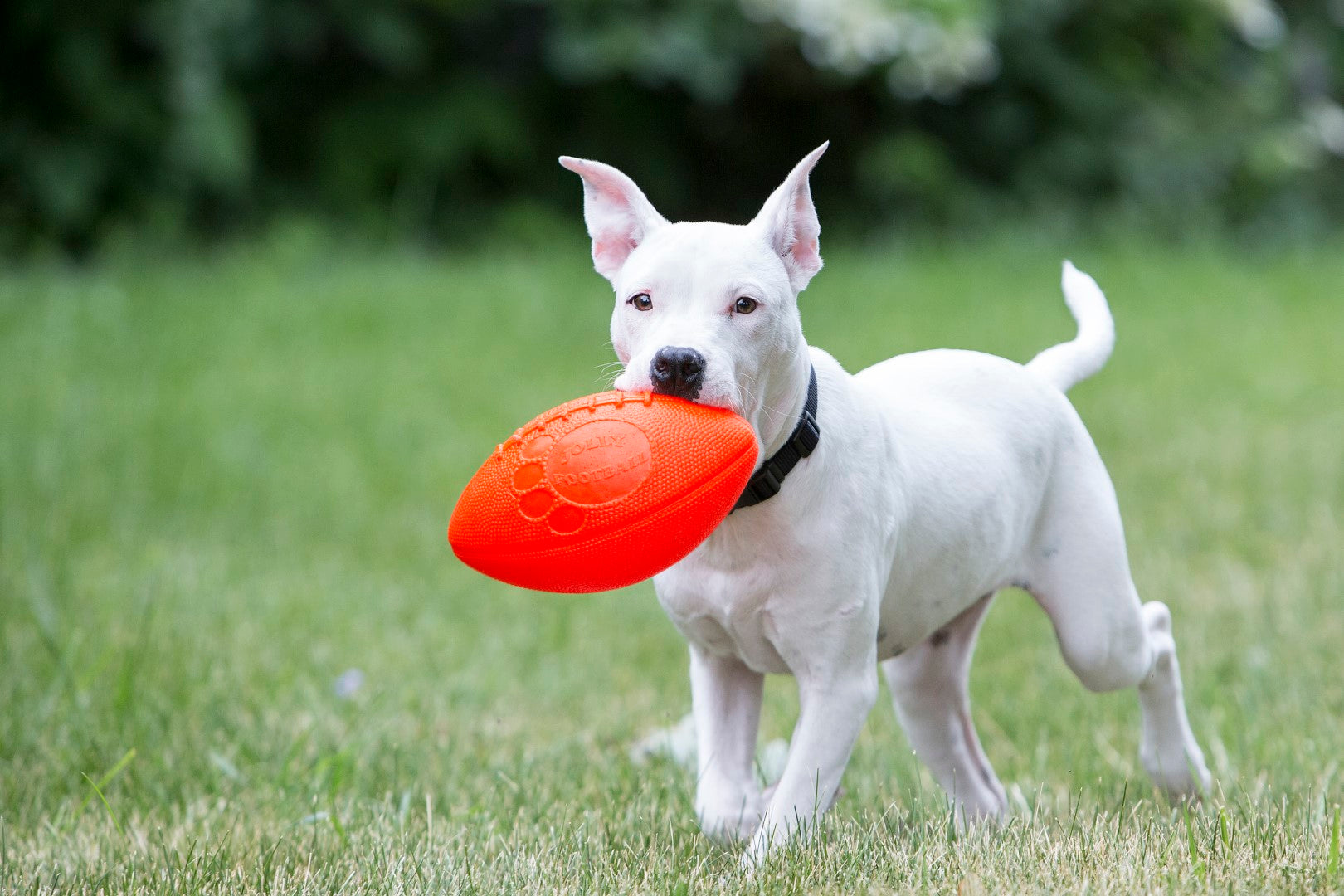Jolly Pets Hundespielzeug Football, Vanille, 20 cm