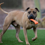 Jolly Pets Hundespielzeug Kauknochen aus Kautschuk mit Vanilleduft, robust für Hunde