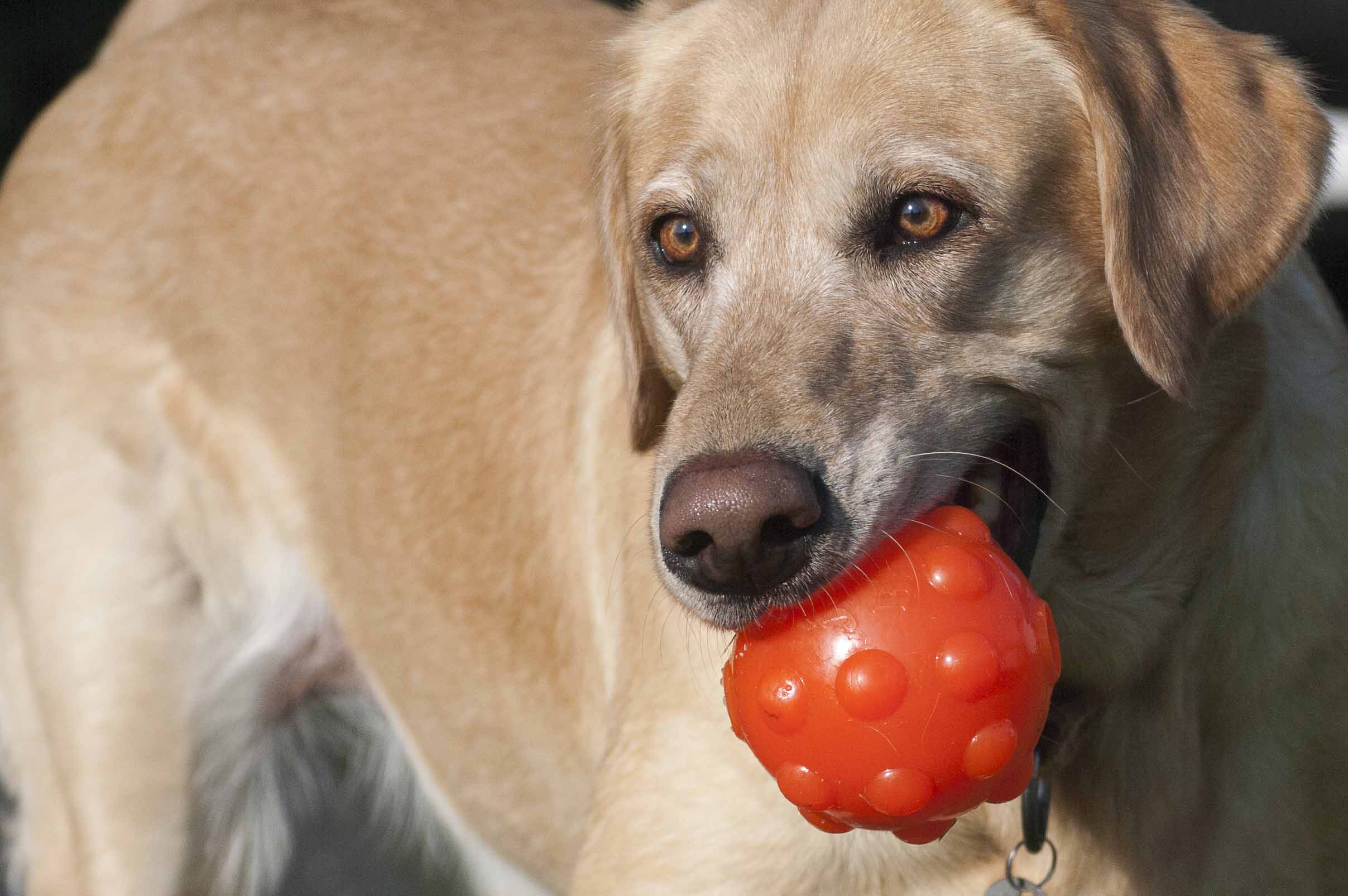 Jolly Pets Gummiball, Orange, S, Ø 7,6 cm