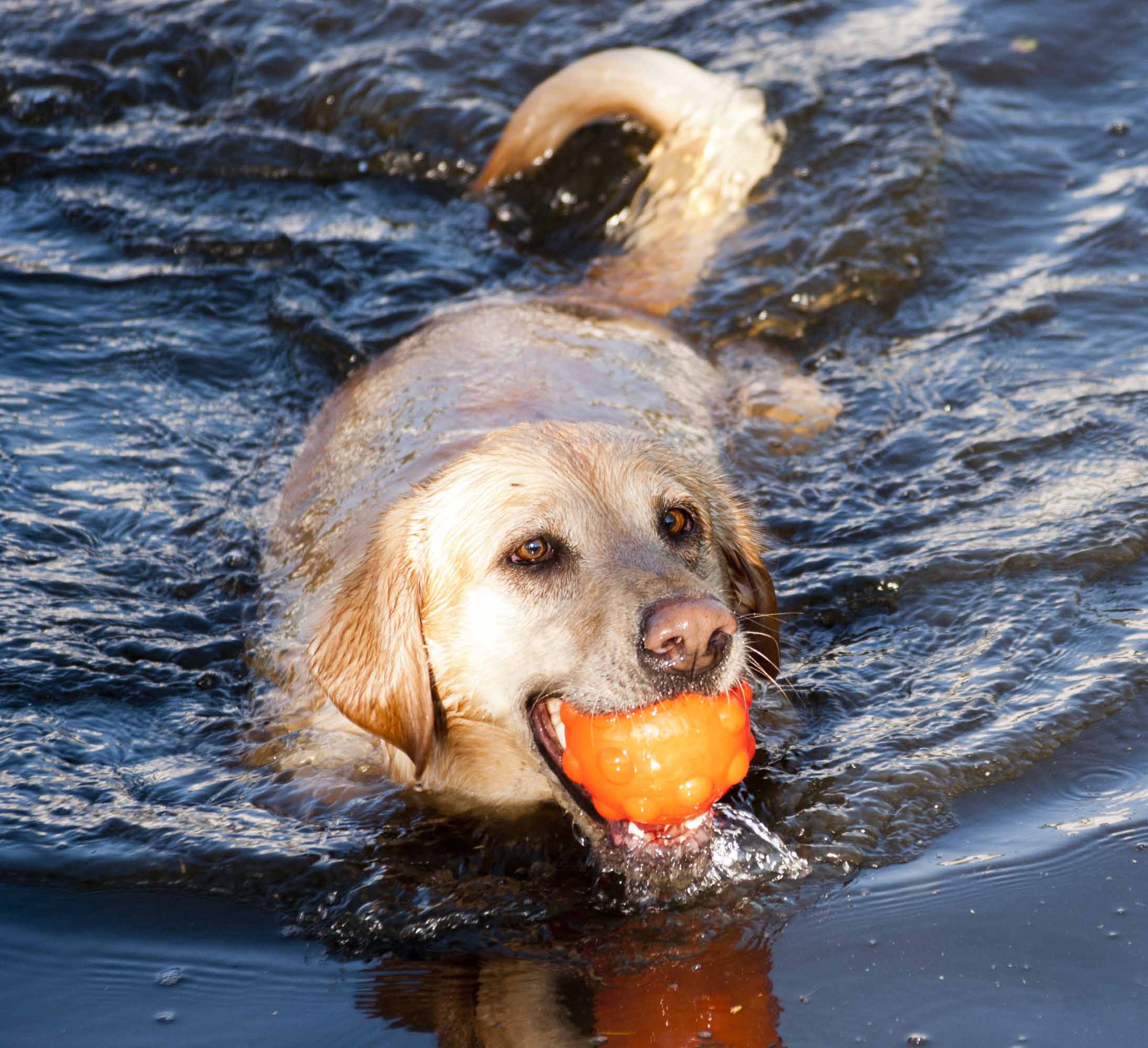 Jolly Pets Gummiball, Orange, S, Ø 7,6 cm