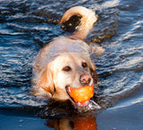 Jolly Pets Gummiball, Orange, S, Ø 7,6 cm