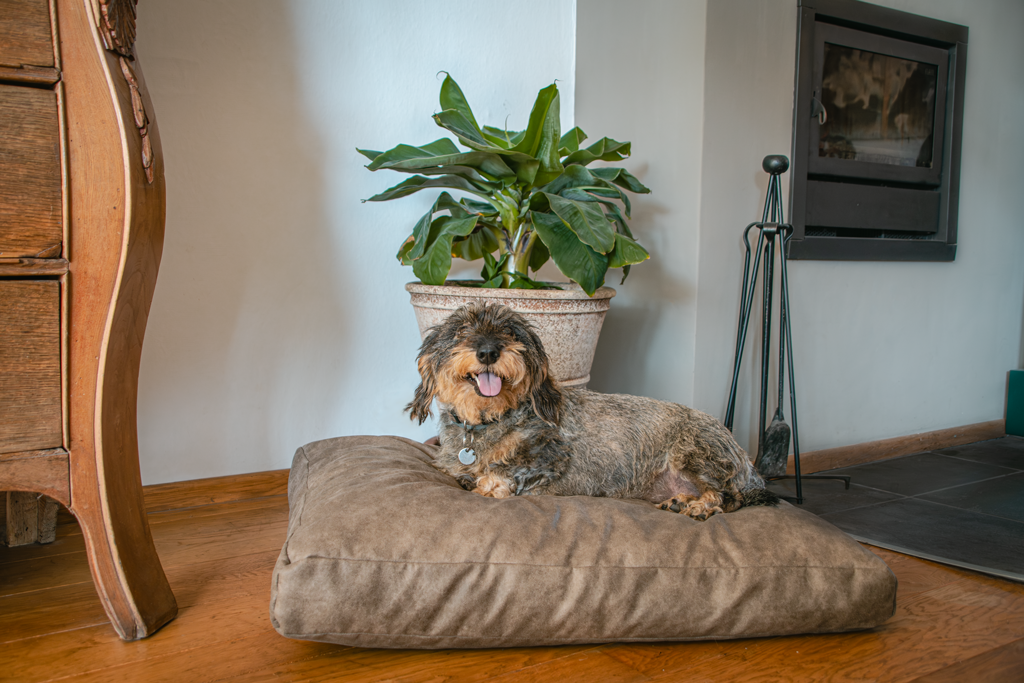 Let's Sleep Hundebett, XL, 125 x 90 x 10 cm, Cognac