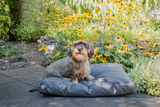 Let's Sleep Hundebett Cushy Cloud Outdoor, XL, 125 x 90 x 10 cm, Anthrazit