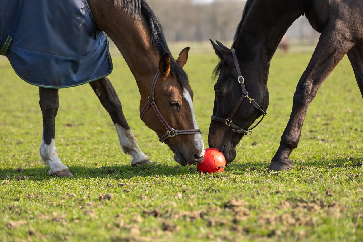 Excellent Horse Spielball, strapazierfähiger Spiel- und Kauspielball für Pferde