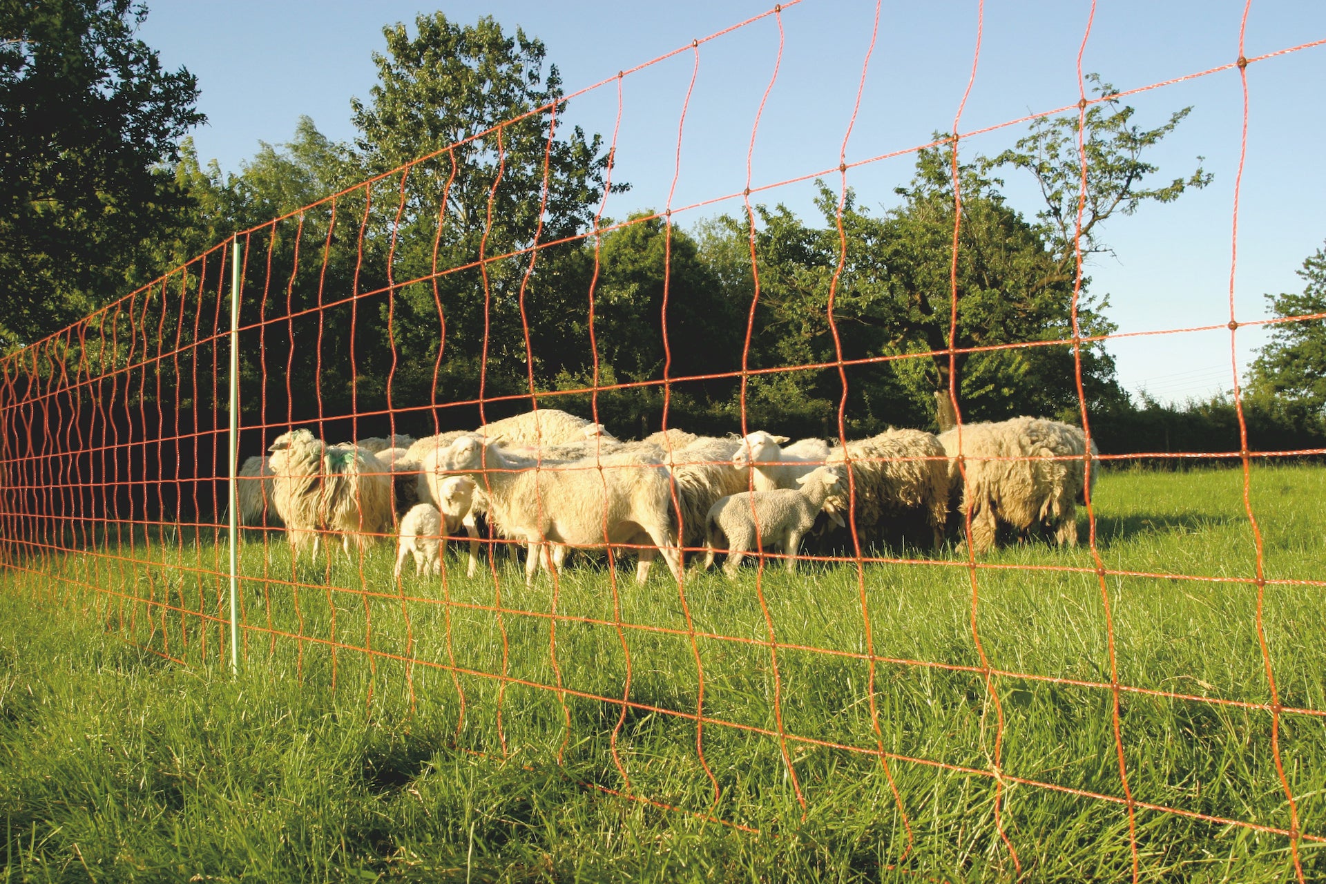 Euro-Netz Combi, 90 cm Höhe, 50 m Länge, Einzelspitze