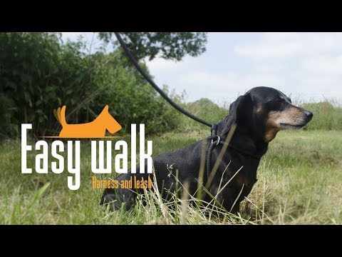 Easy Walk Hundegeschirr mit Leine, rot, Regular, 345 cm