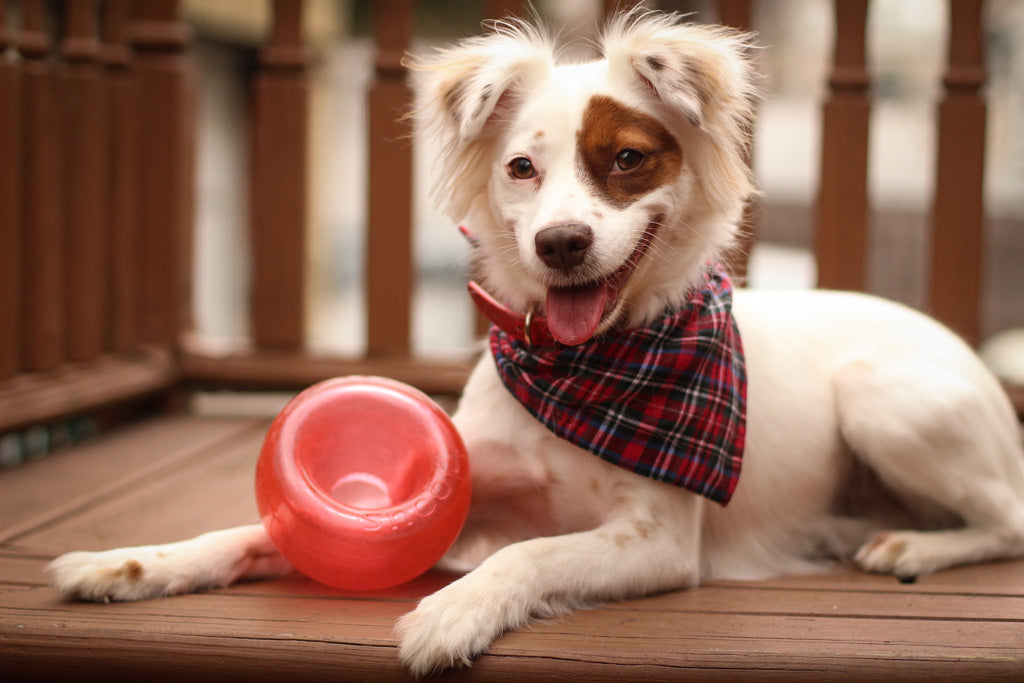 Outward Hound Hundespielzeug Orbee-Tuff Snoop, S, Rot, Ø 9,5 cm