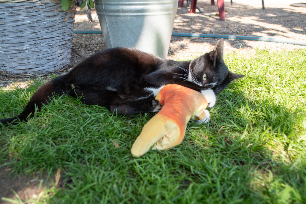 Robocat Katzenspielzeug Fisch, MADNIP-Füllung, USB aufladbar, 30 cm