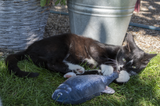 Robocat Katzenspielzeug Forelle, MADNIP-Füllung, 30 cm