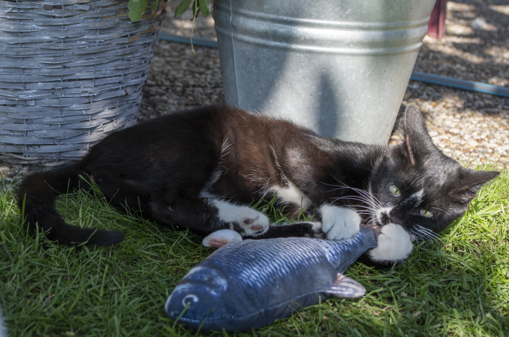 Robocat Katzenspielzeug Fisch Lachs, MADNIP-Füllung, USB aufladbar, 30 cm