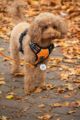 Spotted! Hundegeschirr Pro No Pull, grün, XXS