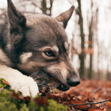 Viking Horn Twist S Rinderhorn für Hunde 1–4 kg