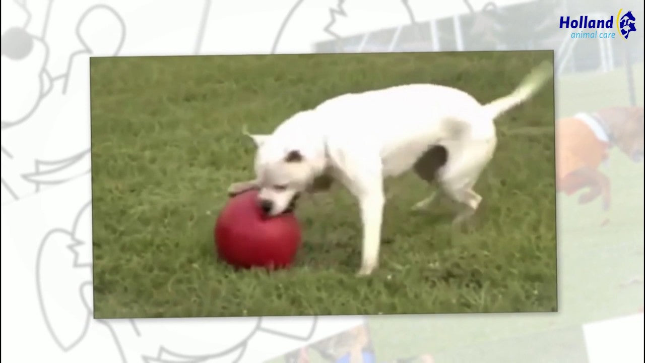 Jolly Hundespielball, Push-n-Play, blau, Größe M, Ø 15 cm