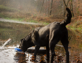 Hundespielzeug Ente, Plüsch, Quietscher, Wild Life Collection