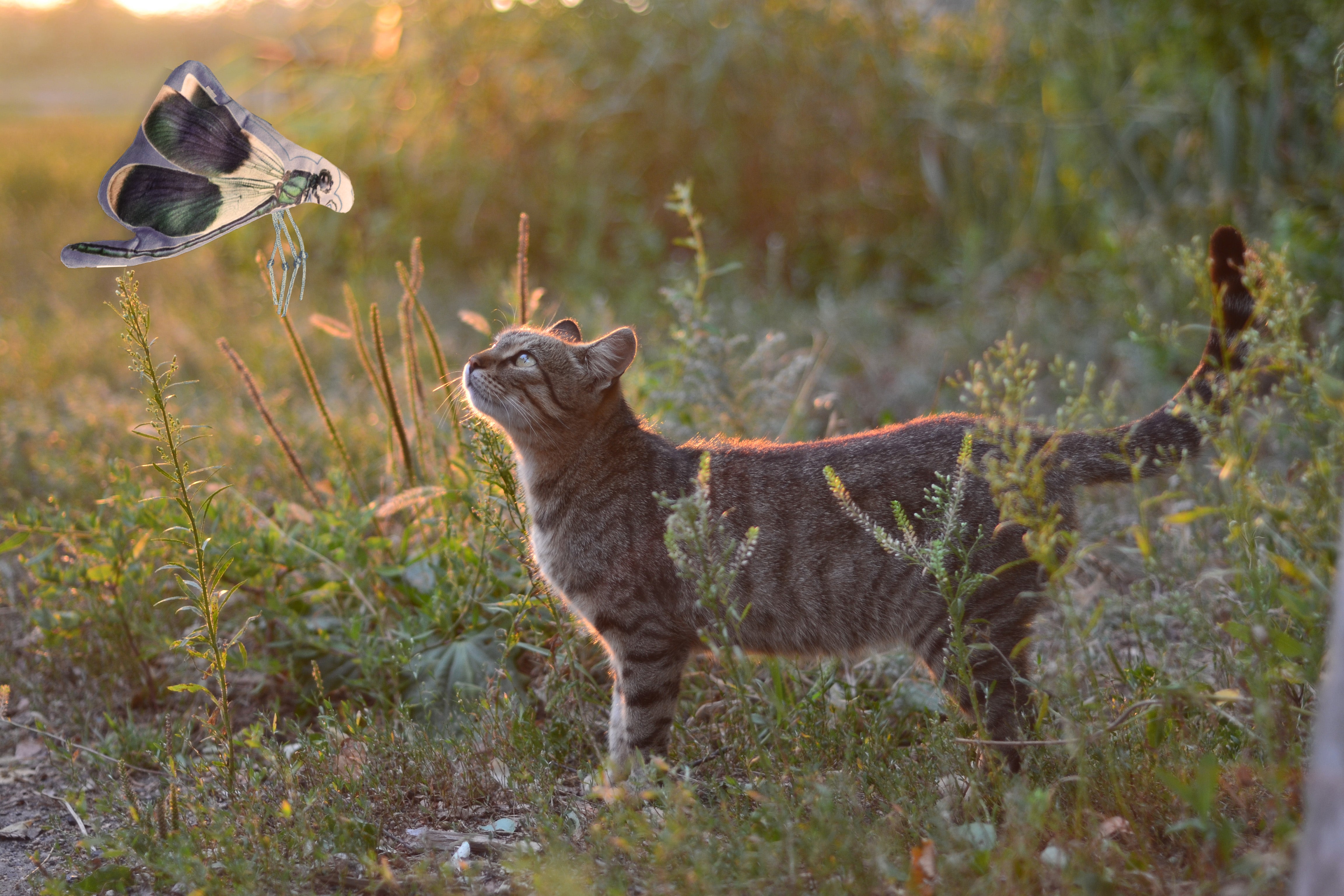 Wild Life Cat Katzenspielzeug Libelle, Katzenminze