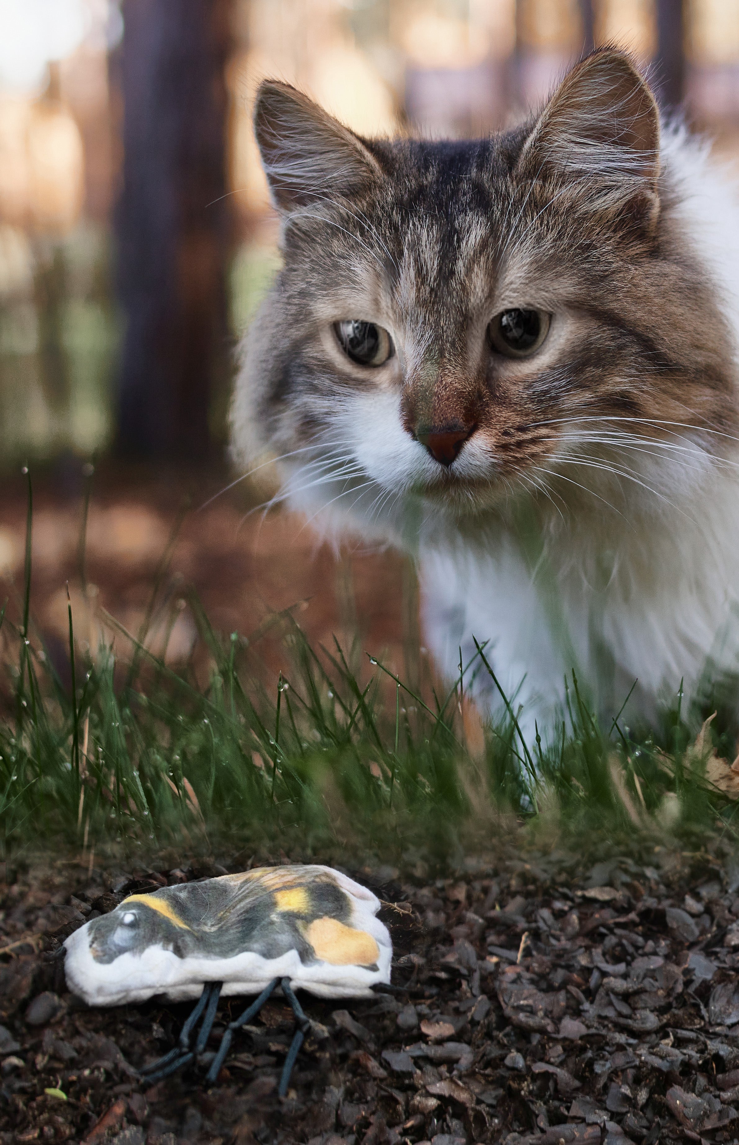 Katzenspielzeug Hummel, weiches Fell, Katzenminze