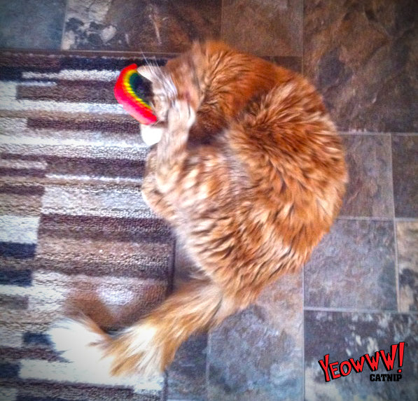 Yeowww! Katzenspielzeug Rainbow, Katzenminze, Baumwolle, 17,7 cm