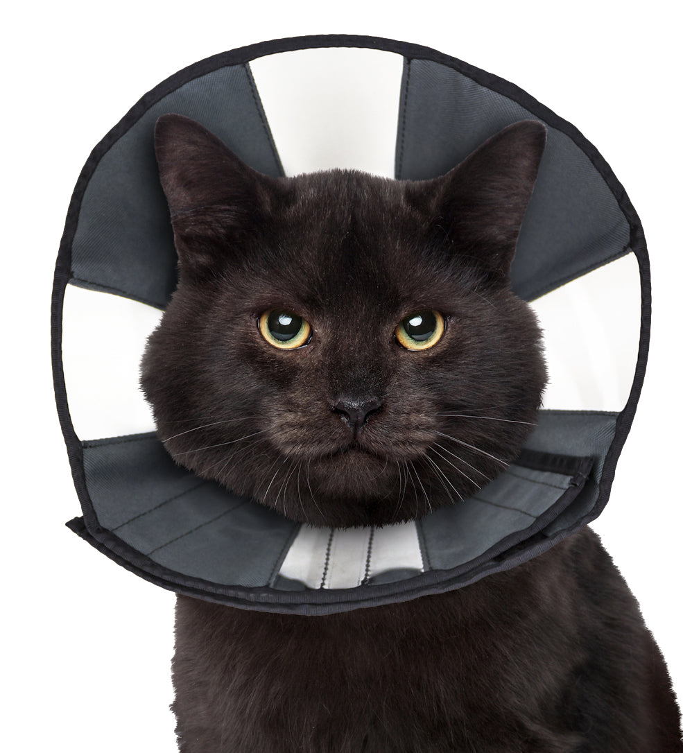 Zenpet Procone Halskragen verschiedene Größen (Hunde & Katzen)