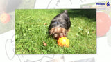 Jolly Pets Hundeball, Gummi, Orange, M, Ø 10 cm