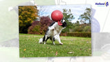 Jolly Pets Hundeball, Softball, Orange, Ø 20 cm