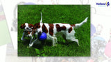 Jolly Pets Hundespielzeug Romp-n-Roll, Rot, Ø 11 cm