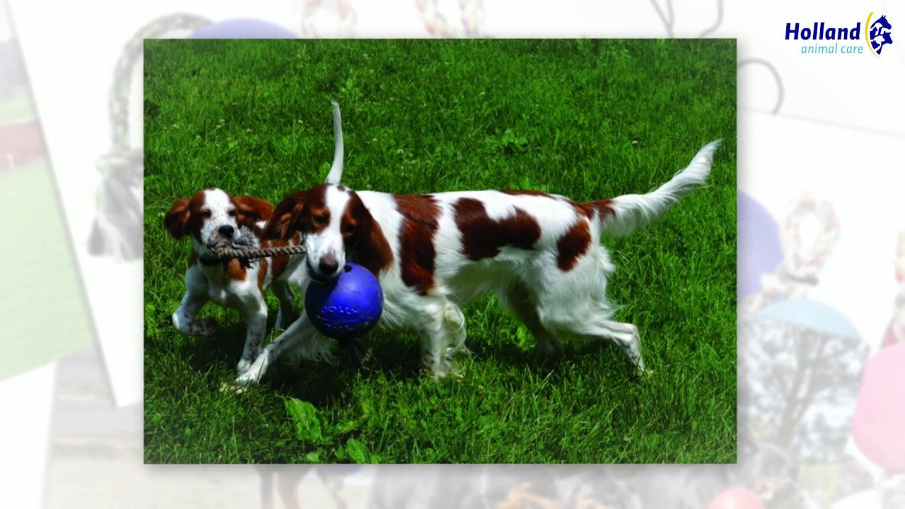Jolly Pets Hundespielzeug Romp-n-Roll, Baumwolle, violett, Ø 15 cm