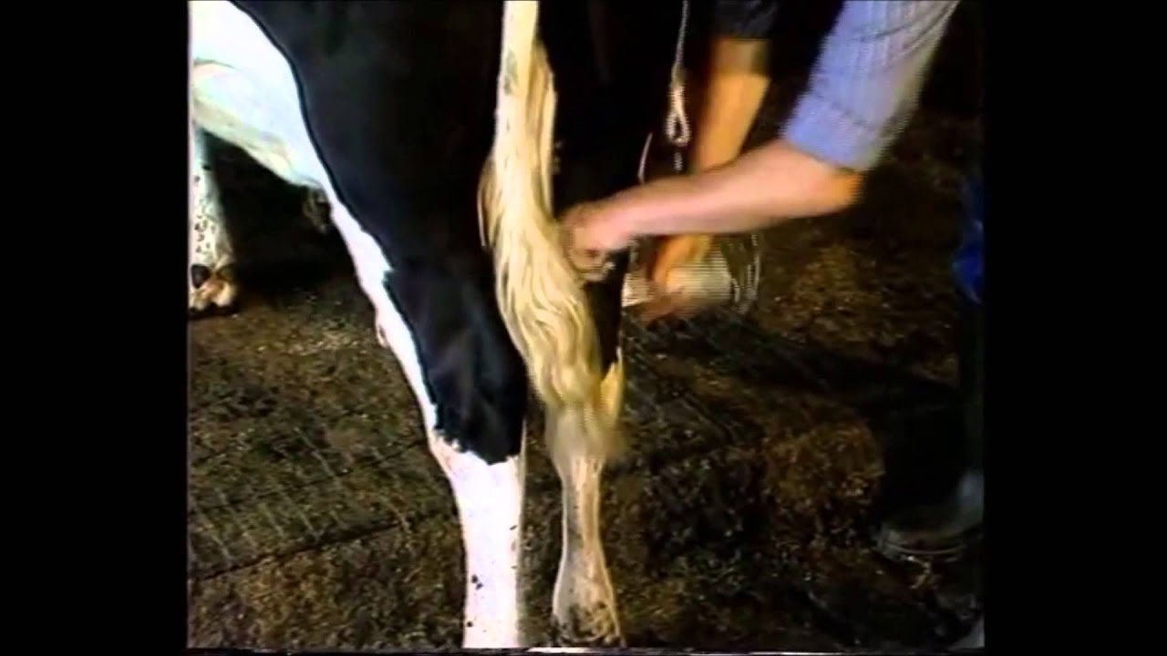 Vink Hufbügel Hebeband, Ersatzteil
