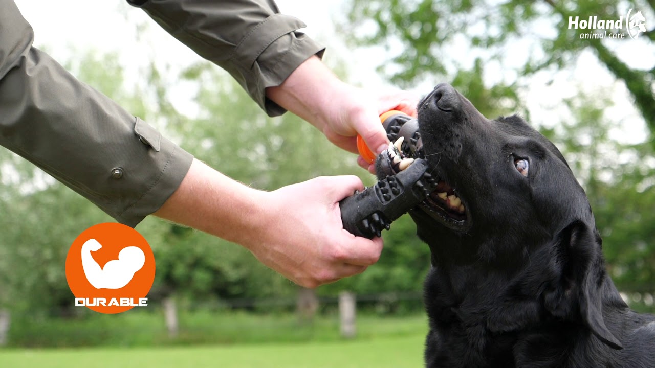 Dog Comets Wurfstock Meteor, Gummi, mit Quietscher, S, 23 cm, grün