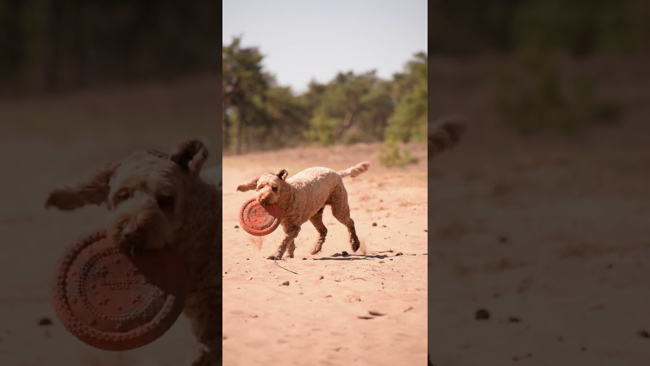 Dog Comets Wurfring, TPR, schwimmfähig, orange, 19 x 19 x 3 cm