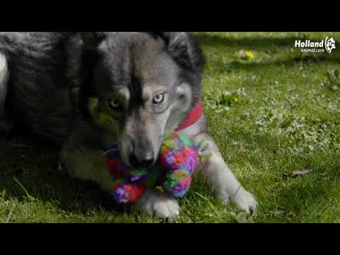 Hundespielzeug Pferd, FantaZoo, L, 32 x 16 cm, mit Quietscher, recyceltes Material