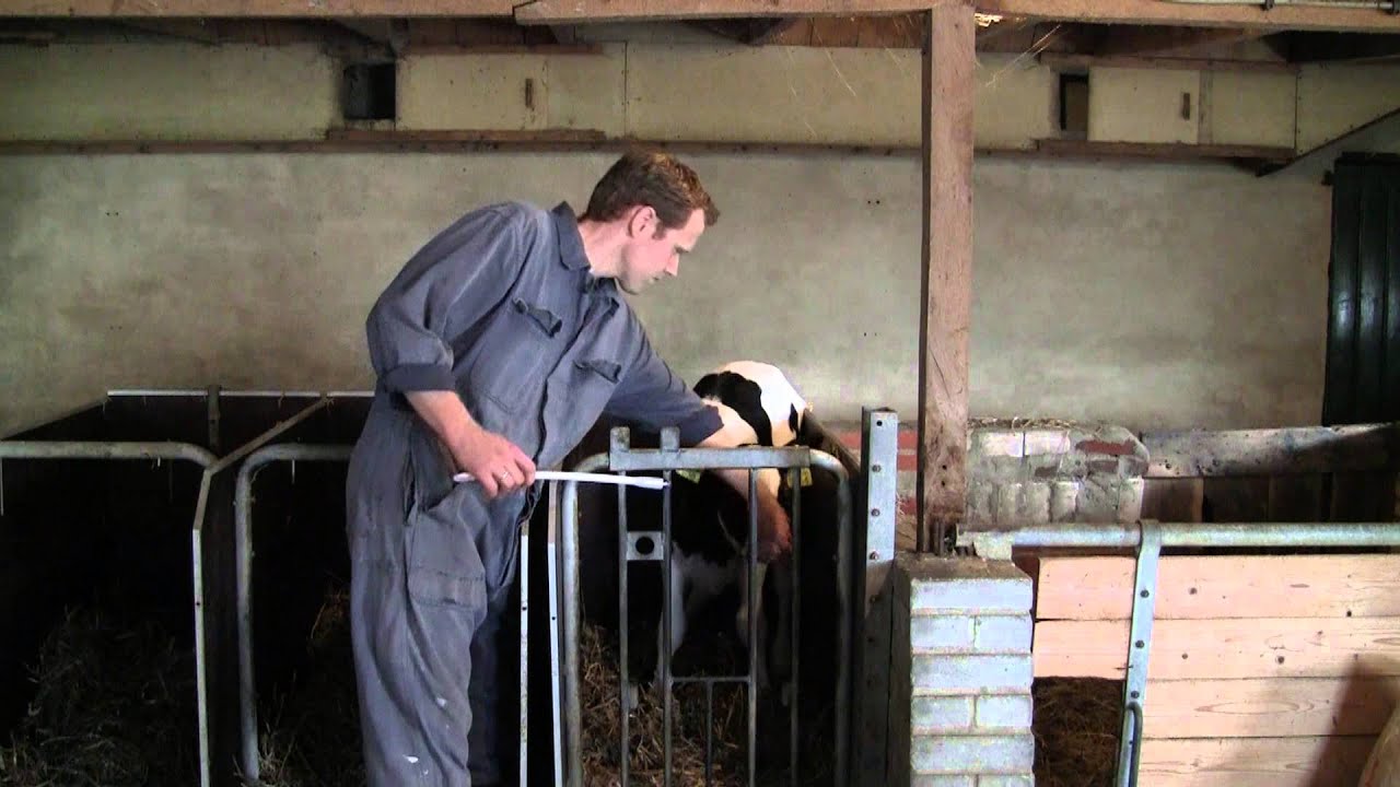 Excellent Ener Bolus für Schaf und Ziege, 24 Stück
